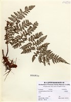 藏品(小膜蓋蕨)的圖片